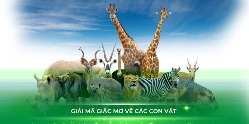 Giải mã giấc mơ về các con vật tại nhà cái Kubet88